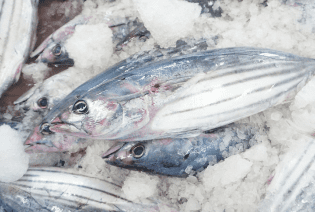 生鮮カツオ写真